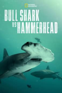 Bull Shark vs Hammerhead streaming